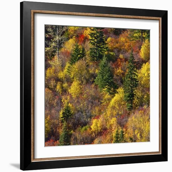 Fall foliage, Stevens Pass Area, WA.-Michel Hersen-Framed Photographic Print