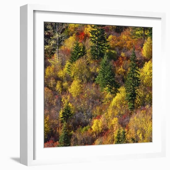 Fall foliage, Stevens Pass Area, WA.-Michel Hersen-Framed Photographic Print