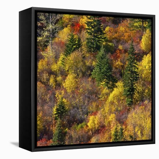 Fall foliage, Stevens Pass Area, WA.-Michel Hersen-Framed Premier Image Canvas