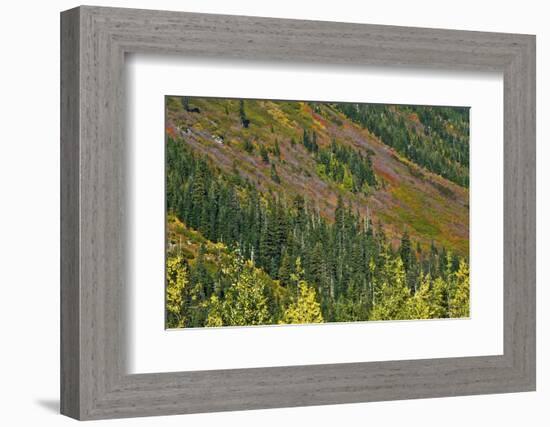 Fall foliage, Stevens Pass Area, WA.-Michel Hersen-Framed Photographic Print