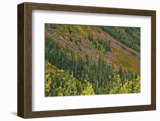 Fall foliage, Stevens Pass Area, WA.-Michel Hersen-Framed Photographic Print