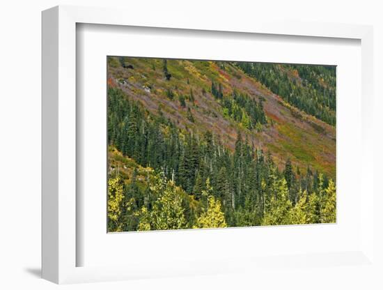 Fall foliage, Stevens Pass Area, WA.-Michel Hersen-Framed Photographic Print