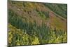 Fall foliage, Stevens Pass Area, WA.-Michel Hersen-Mounted Photographic Print