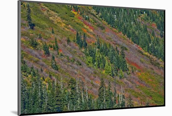 Fall foliage, Stevens Pass Area, WA.-Michel Hersen-Mounted Photographic Print