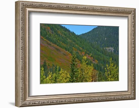 Fall foliage, Stevens Pass, Wenatchee National Forest, Washington State, USA-Michel Hersen-Framed Photographic Print