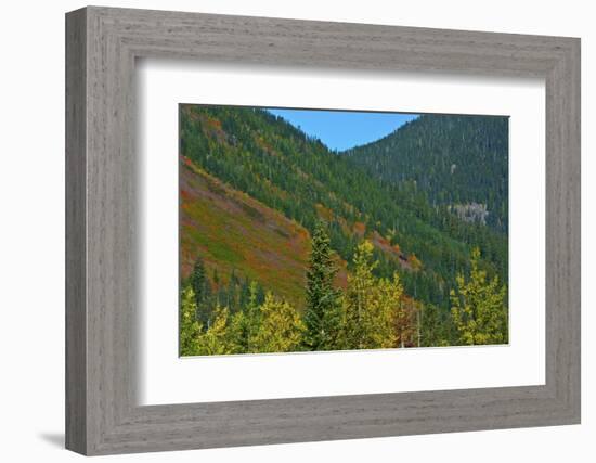 Fall foliage, Stevens Pass, Wenatchee National Forest, Washington State, USA-Michel Hersen-Framed Photographic Print