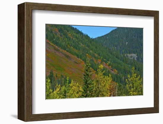 Fall foliage, Stevens Pass, Wenatchee National Forest, Washington State, USA-Michel Hersen-Framed Photographic Print