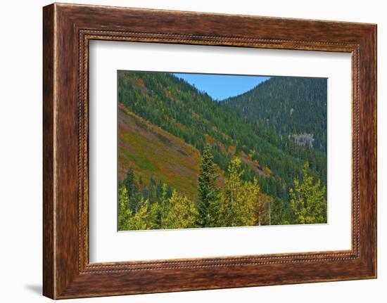 Fall foliage, Stevens Pass, Wenatchee National Forest, Washington State, USA-Michel Hersen-Framed Photographic Print