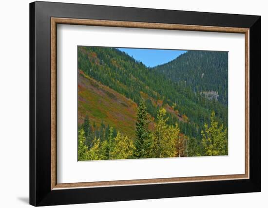 Fall foliage, Stevens Pass, Wenatchee National Forest, Washington State, USA-Michel Hersen-Framed Photographic Print