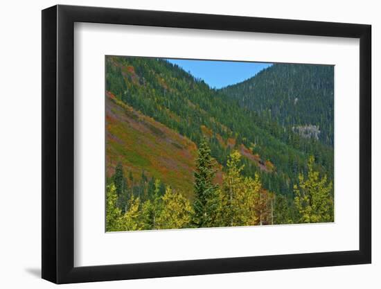 Fall foliage, Stevens Pass, Wenatchee National Forest, Washington State, USA-Michel Hersen-Framed Photographic Print