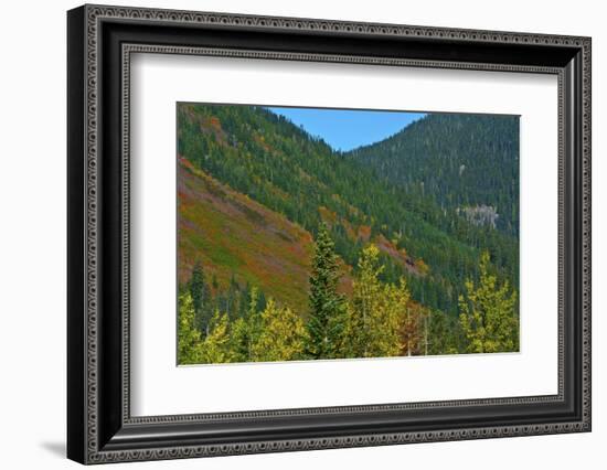 Fall foliage, Stevens Pass, Wenatchee National Forest, Washington State, USA-Michel Hersen-Framed Photographic Print