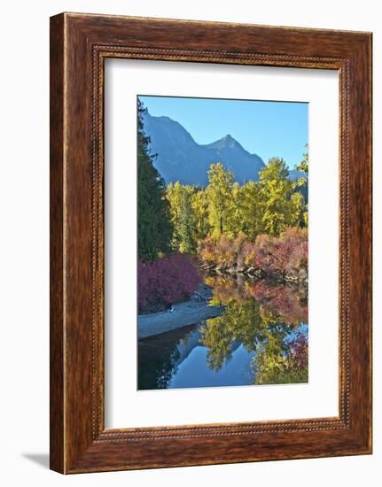 Fall foliage, White River Area, Wenatchee National Forest, WA.-Michel Hersen-Framed Photographic Print