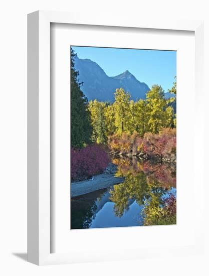 Fall foliage, White River Area, Wenatchee National Forest, WA.-Michel Hersen-Framed Photographic Print