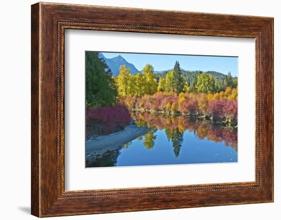 Fall foliage, White River Area, Wenatchee National Forest, WA.-Michel Hersen-Framed Photographic Print