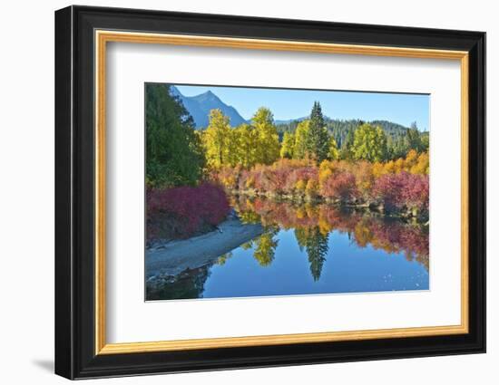 Fall foliage, White River Area, Wenatchee National Forest, WA.-Michel Hersen-Framed Photographic Print