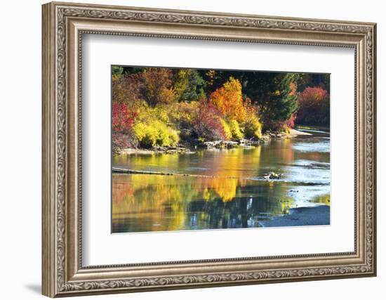 Fall foliage, White River Area, Wenatchee National Forest, WA.-Michel Hersen-Framed Photographic Print