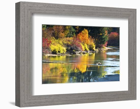 Fall foliage, White River Area, Wenatchee National Forest, WA.-Michel Hersen-Framed Photographic Print