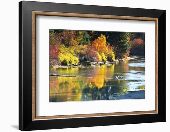 Fall foliage, White River Area, Wenatchee National Forest, WA.-Michel Hersen-Framed Photographic Print