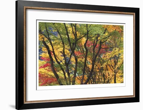 Fall Foliage-Donald Paulson-Framed Giclee Print