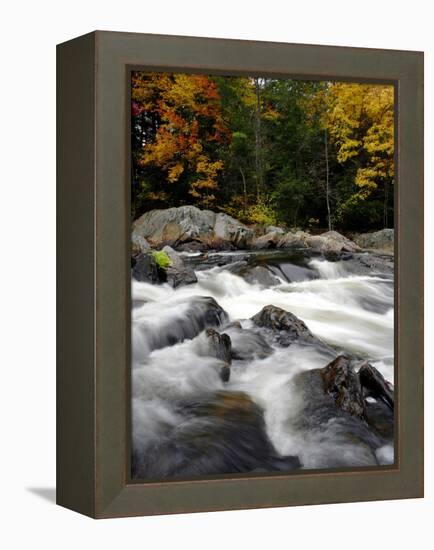 Fall Foliage-Jim Cole-Framed Premier Image Canvas