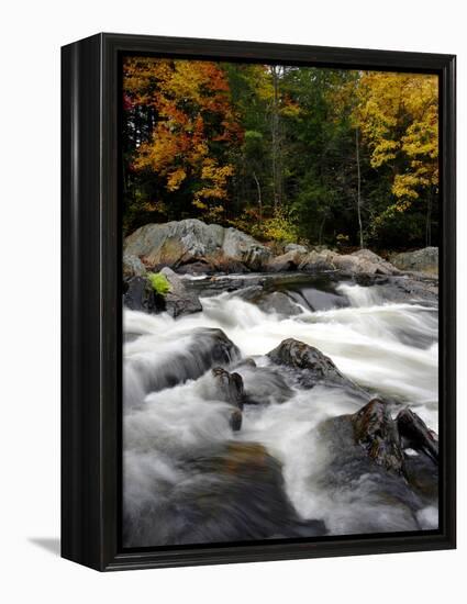 Fall Foliage-Jim Cole-Framed Premier Image Canvas