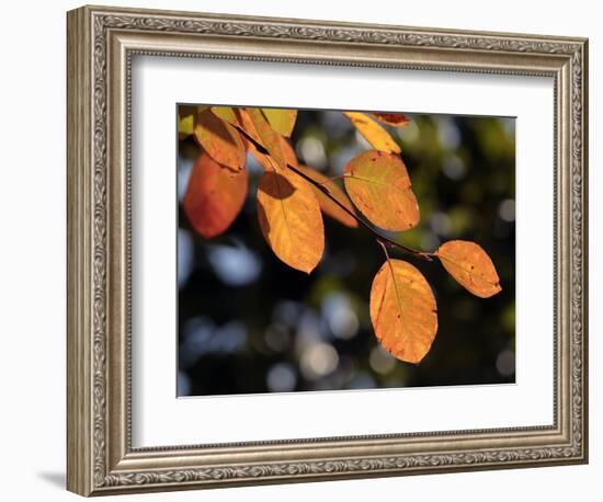 Fall Foliage-Chuck Burton-Framed Photographic Print