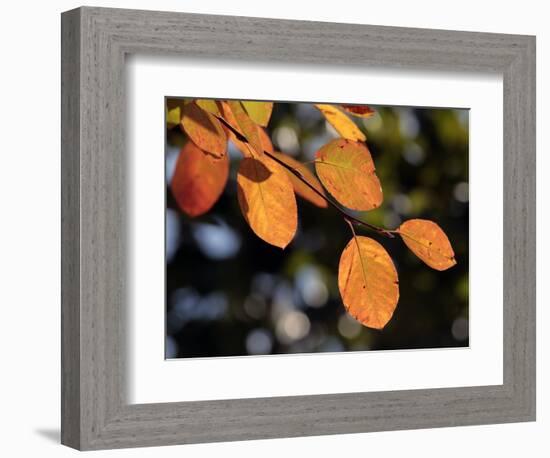 Fall Foliage-Chuck Burton-Framed Photographic Print