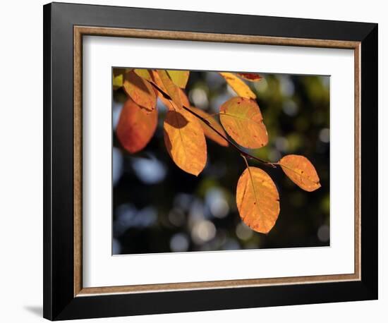 Fall Foliage-Chuck Burton-Framed Photographic Print