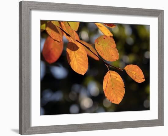 Fall Foliage-Chuck Burton-Framed Photographic Print