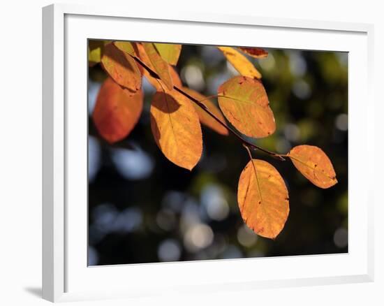 Fall Foliage-Chuck Burton-Framed Photographic Print