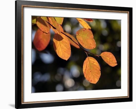 Fall Foliage-Chuck Burton-Framed Photographic Print