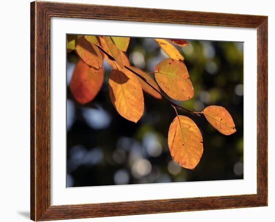 Fall Foliage-Chuck Burton-Framed Photographic Print
