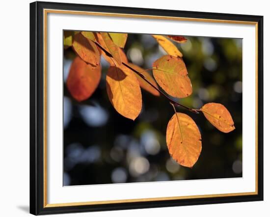 Fall Foliage-Chuck Burton-Framed Photographic Print