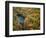 Fall forest and Ha Ha Tonka Spring, Ha Ha Tonka State Park, Missouri, USA-Charles Gurche-Framed Photographic Print