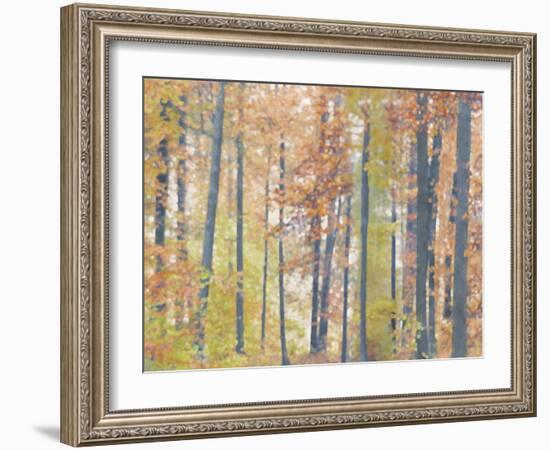 Fall Forest - Luminous-Midori Greyson-Framed Giclee Print