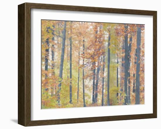 Fall Forest - Luminous-Midori Greyson-Framed Giclee Print