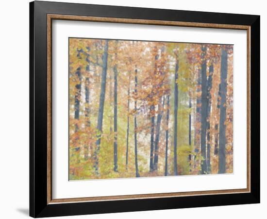 Fall Forest - Luminous-Midori Greyson-Framed Giclee Print