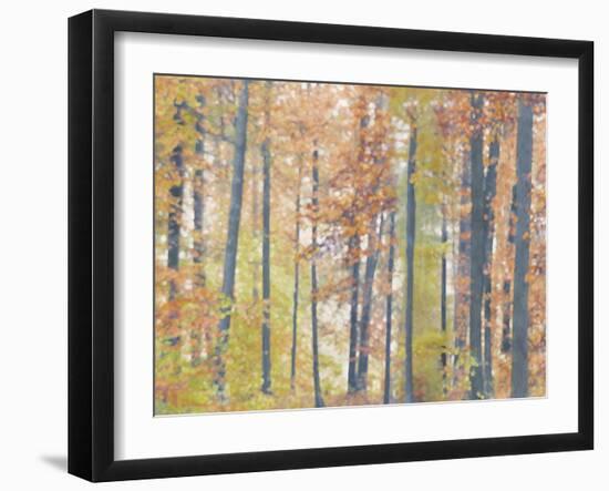 Fall Forest - Luminous-Midori Greyson-Framed Giclee Print
