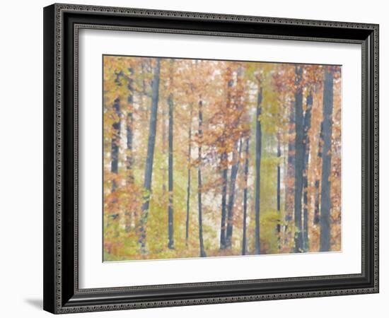 Fall Forest - Luminous-Midori Greyson-Framed Giclee Print