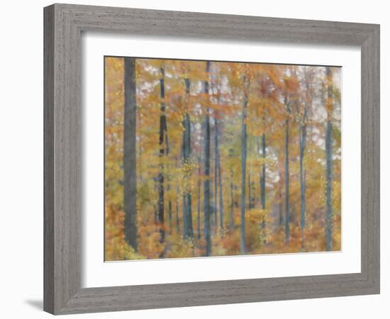 Fall Forest - Radiant-Midori Greyson-Framed Giclee Print