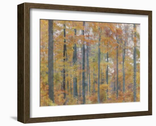 Fall Forest - Radiant-Midori Greyson-Framed Giclee Print