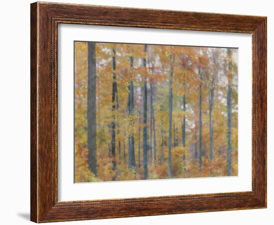 Fall Forest - Radiant-Midori Greyson-Framed Giclee Print