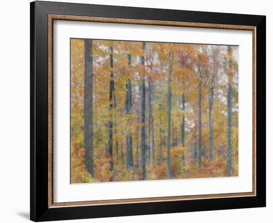 Fall Forest - Radiant-Midori Greyson-Framed Giclee Print