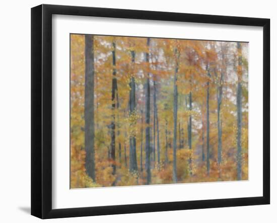 Fall Forest - Radiant-Midori Greyson-Framed Giclee Print