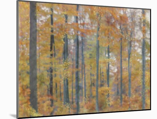 Fall Forest - Radiant-Midori Greyson-Mounted Giclee Print