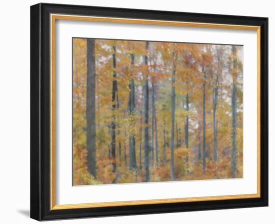 Fall Forest - Radiant-Midori Greyson-Framed Giclee Print