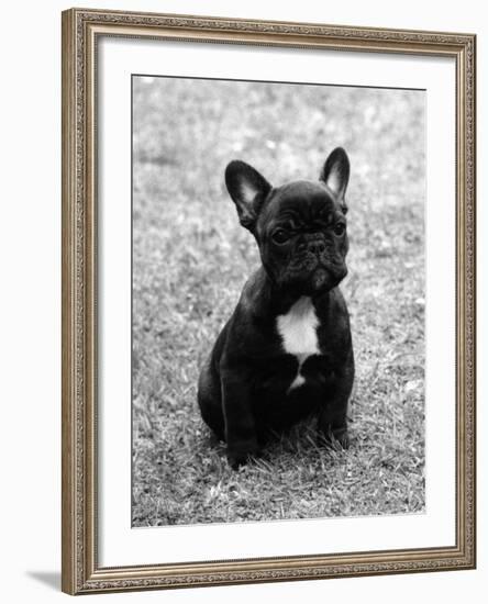 Fall, French Bulldog, Pup-Thomas Fall-Framed Photographic Print