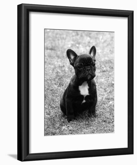 Fall, French Bulldog, Pup-Thomas Fall-Framed Photographic Print