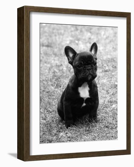 Fall, French Bulldog, Pup-Thomas Fall-Framed Photographic Print