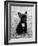 Fall, French Bulldog, Pup-Thomas Fall-Framed Photographic Print